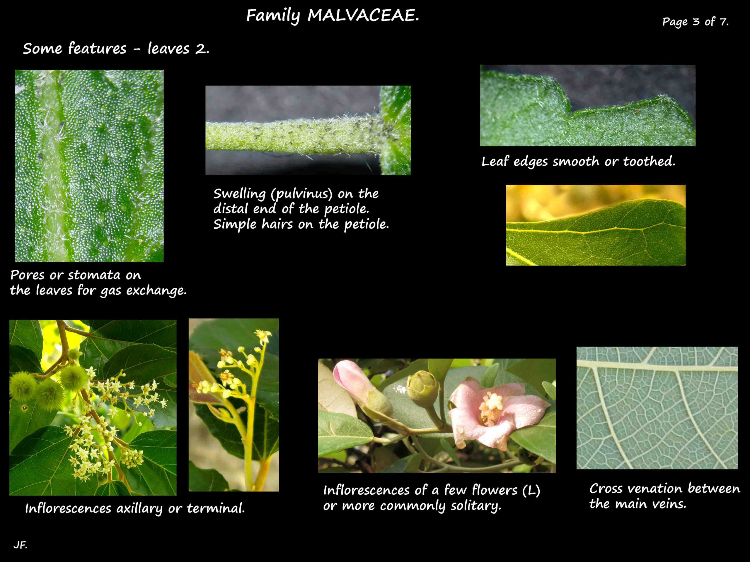 3 Malvaceae inflorescences